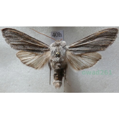 Cucullia lucifuga (Denis & Schiffermüller, 1775) Kapturnica mrocznica Czech40h